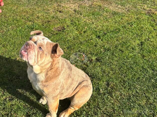 Bulldog Puppies for sale in Essex