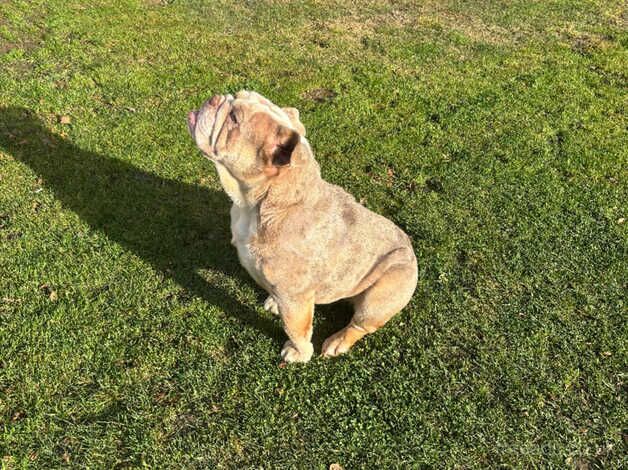 Cream Merle English bulldog for sale in Halstead, Essex - Image 4