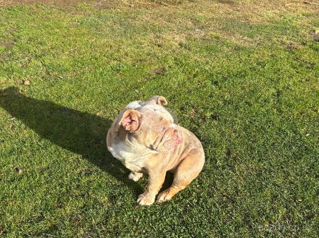 Cream Merle English bulldog for sale in Halstead, Essex - Image 5