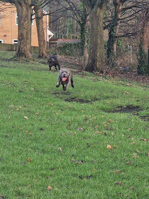 English Bulldogs for sale in Huddersfield, West Yorkshire