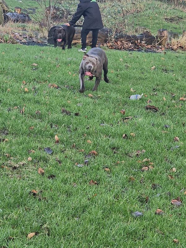 Bulldog Puppies for sale in West Yorkshire