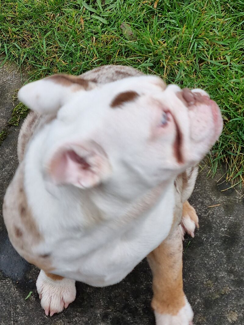 English Bulldogs for sale in Cannock, Staffordshire