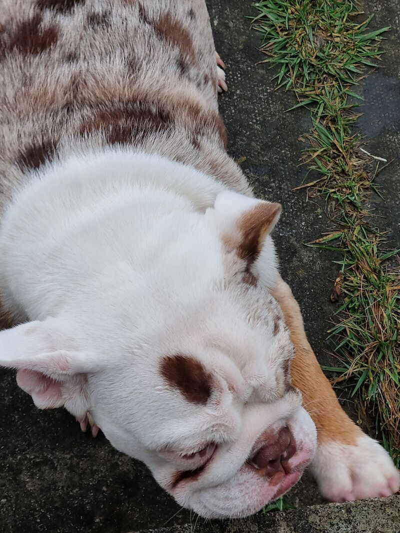 Bulldog Puppies for sale in Staffordshire