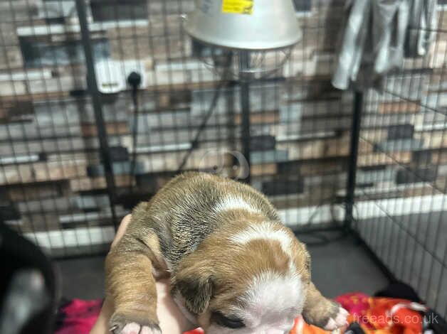 Bulldog Puppies for sale in West Midlands