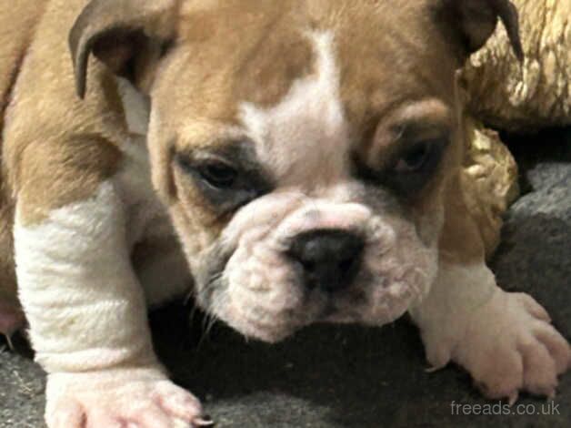 Bulldog Puppies for sale