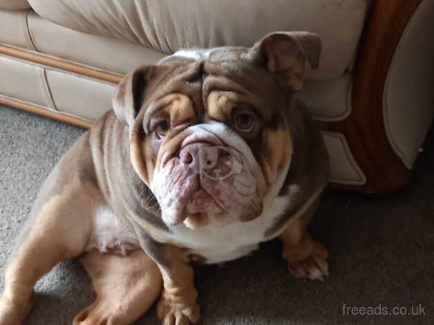 English buldog for sale in Shrewsbury, Shropshire