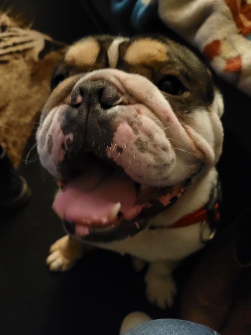 English bulldog for sale in County Durham - Image 3