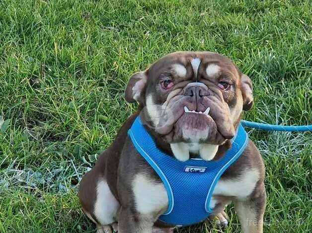 English bulldog Choc tri for sale in Nottingham, Nottinghamshire