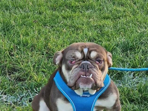 English bulldog Choc tri for sale in Nottingham, Nottinghamshire - Image 2