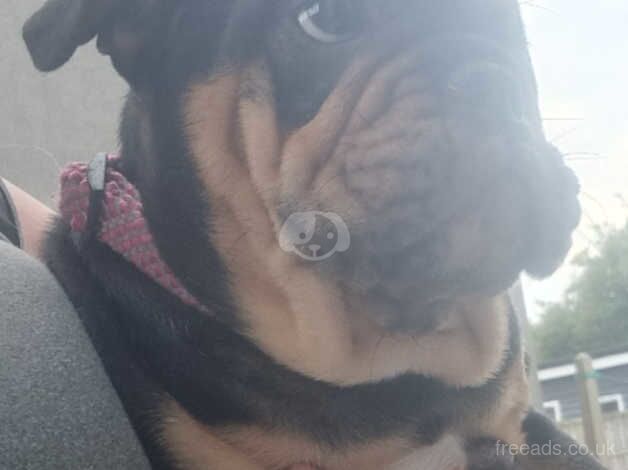 English bulldog female for sale in Scunthorpe, Lincolnshire