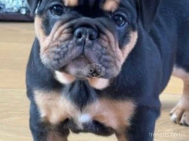 English bulldog female for sale in Scunthorpe, Lincolnshire - Image 5