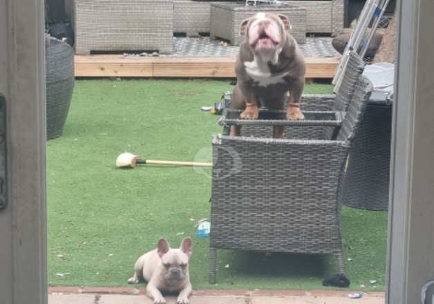 English bulldog for sale in Maidenhead, Berkshire - Image 2