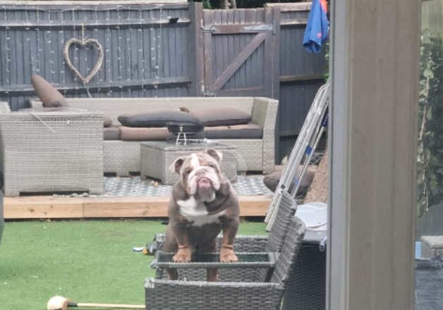 English bulldog for sale in Maidenhead, Berkshire - Image 3