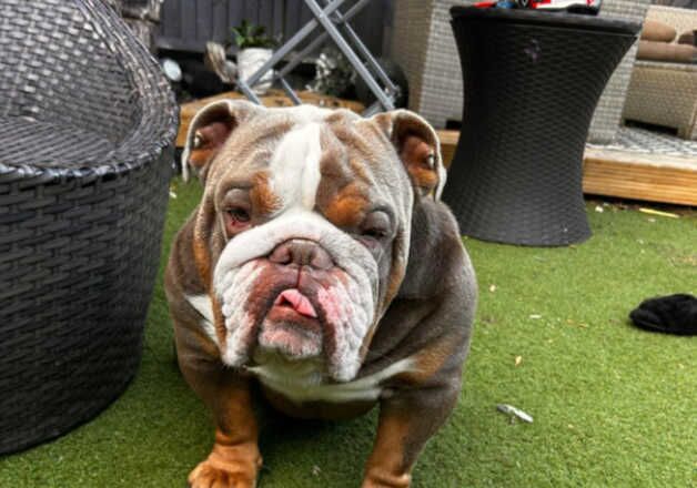 English bulldog for sale in Maidenhead, Berkshire - Image 4