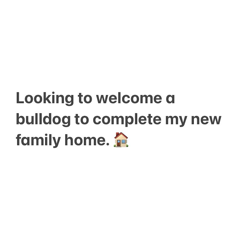 English Bulldog - Home Available Now for sale in Swadlincote, Derbyshire