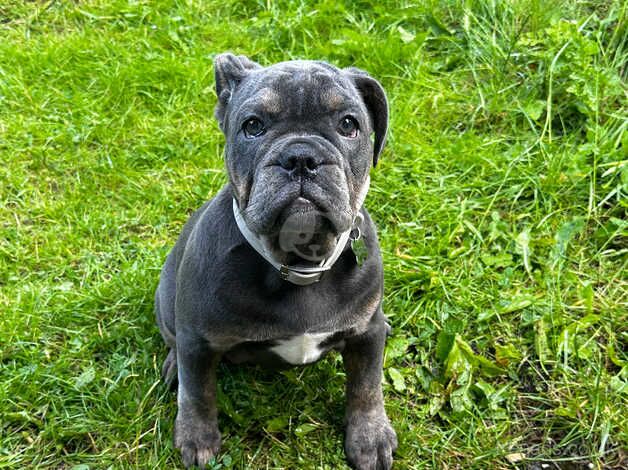 KC Registered Bulldog Puppies for sale in West Yorkshire