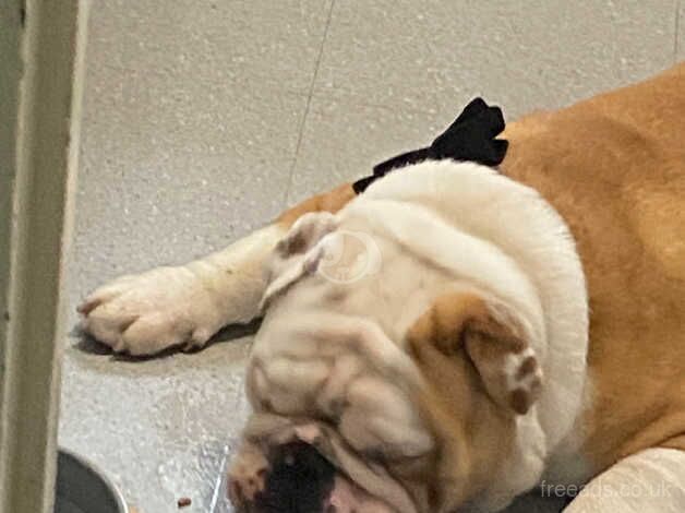 English bulldog for sale in Colchester, Essex