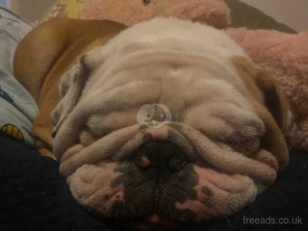 English bulldog for sale in Colchester, Essex - Image 2