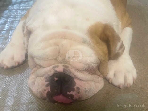 Bulldog Puppies for sale in Essex