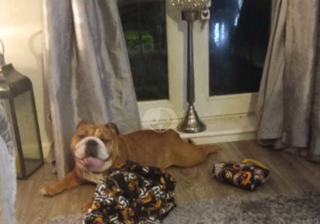 English bulldog for sale in Colchester, Essex