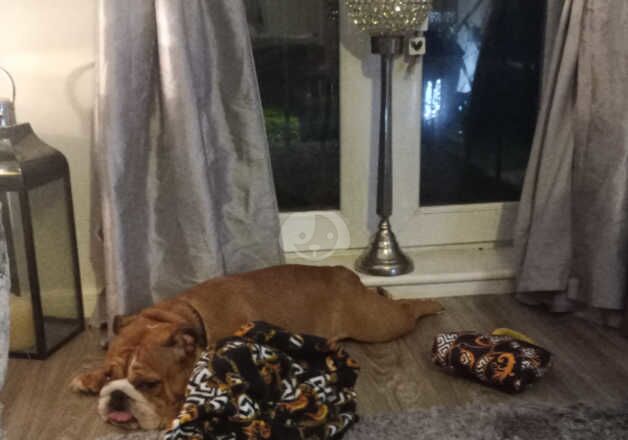 English bulldog for sale in Colchester, Essex - Image 2