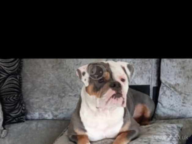 English bulldog for sale in Hornchurch, Havering, Greater London