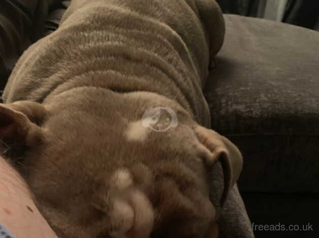 English bulldog for sale in Leigh, Greater Manchester