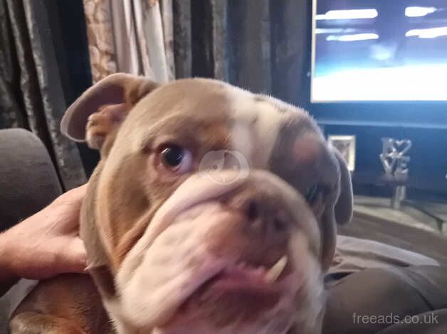 English bulldog for sale in Leigh, Greater Manchester - Image 2