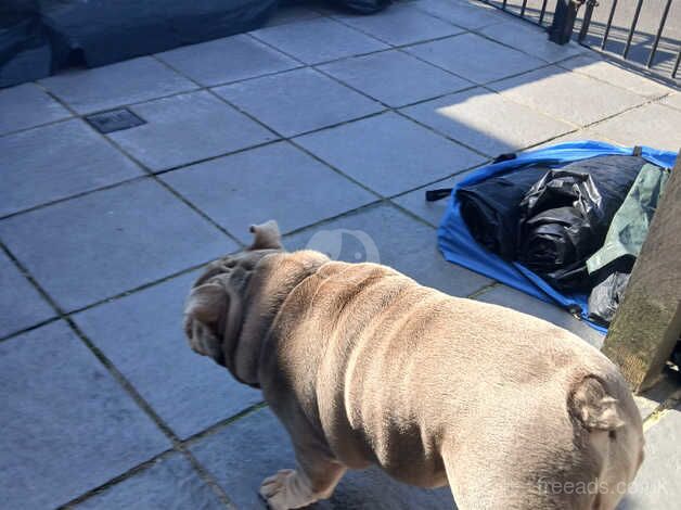 English bulldog for sale in Manchester, Greater Manchester