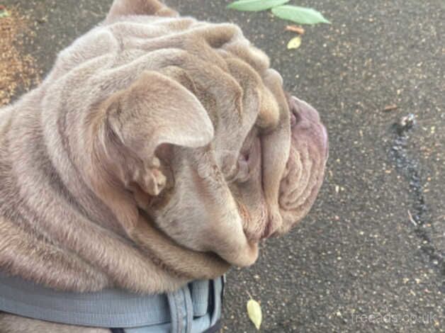 Bulldog Puppies for sale in Greater Manchester