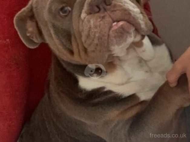 English Bulldog in need of rehoming asap beautiful boy just needs somebody with a lot more time than I can give him due to new baby for sale in Wakefield, West Yorkshire