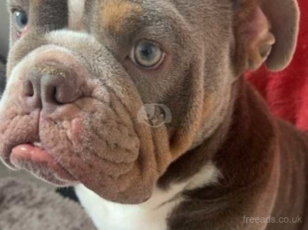 English Bulldog in need of rehoming asap beautiful boy just needs somebody with a lot more time than I can give him due to new baby for sale in Wakefield, West Yorkshire - Image 2