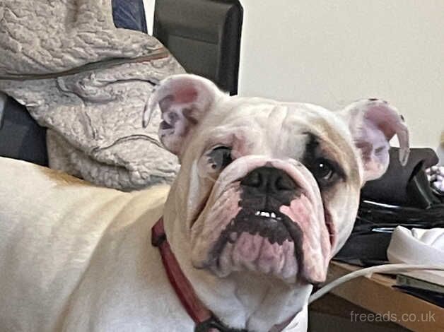 English bulldog for sale in Swindon, Wiltshire