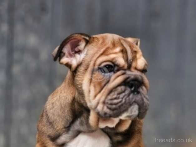 ENGLISH BULLDOG LAST MALE READY TO LEAVE NOW!!! for sale in Middlesbrough, North Yorkshire