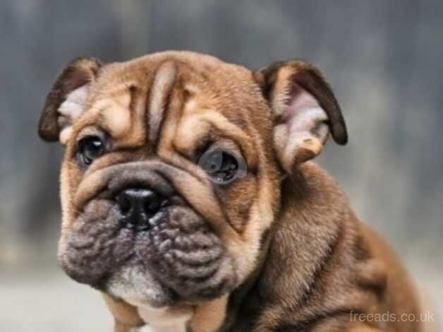 English Bulldogs for sale in Middlesbrough, North Yorkshire