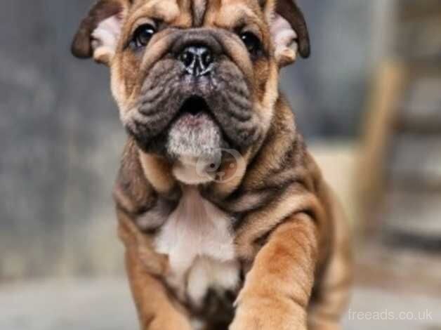 ENGLISH BULLDOG LAST MALE READY TO LEAVE NOW!!! for sale in Middlesbrough, North Yorkshire - Image 3