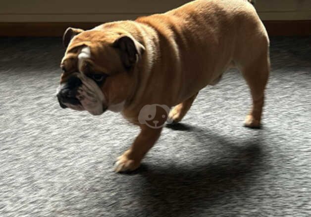 English bulldog male for sale in Bangor, Gwynedd - Image 2