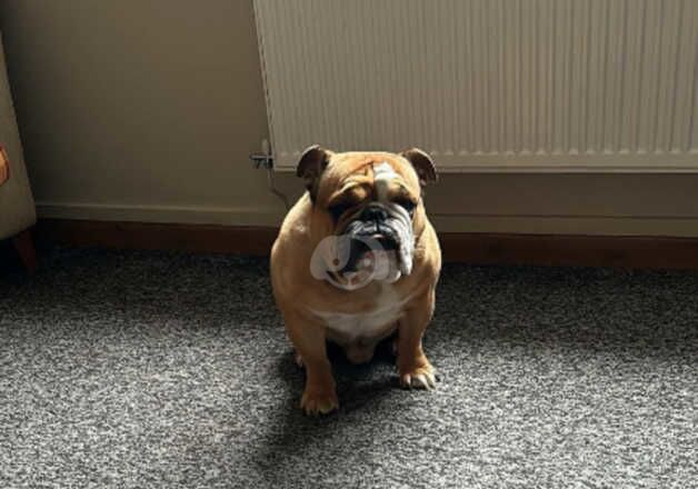 English bulldog male for sale in Bangor, Gwynedd - Image 3