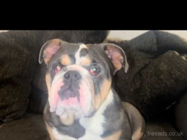 English bulldog pup for sale