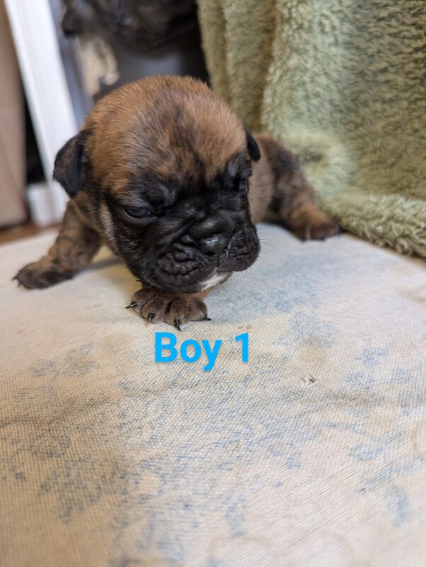 English Bulldog puppies for sale in Corby, Northamptonshire