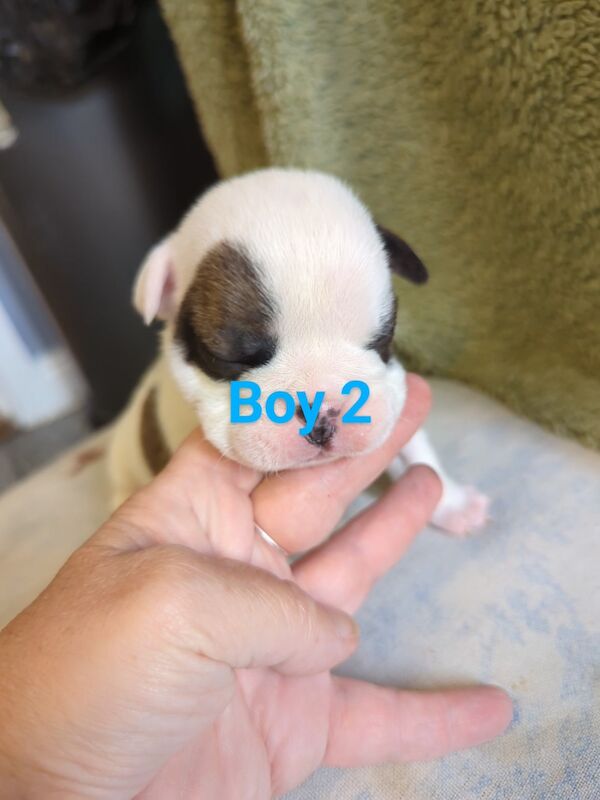 English Bulldog puppies for sale in Corby, Northamptonshire - Image 2