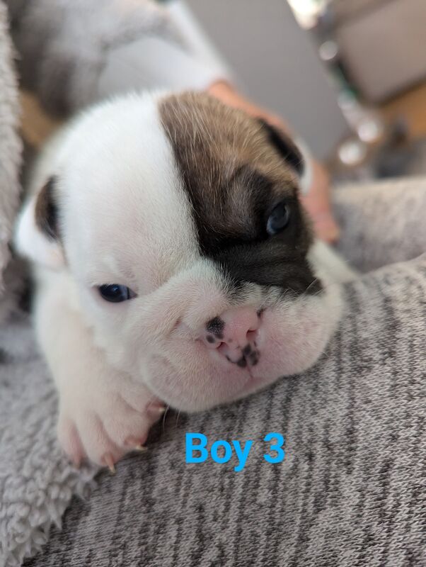 English Bulldog puppies for sale in Corby, Northamptonshire - Image 3