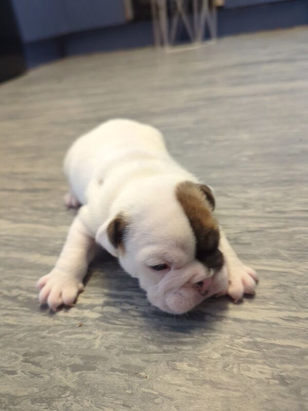 English Bulldog puppies for sale in Corby, Northamptonshire - Image 4