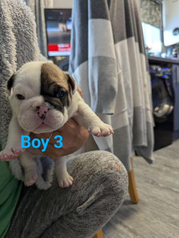 English Bulldog puppies for sale in Corby, Northamptonshire - Image 5