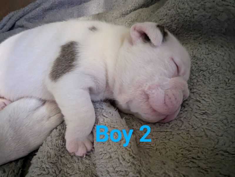 English Bulldog puppies for sale in Corby, Northamptonshire - Image 6