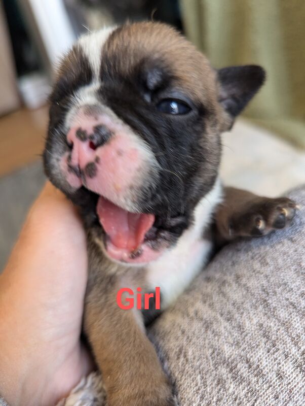 English Bulldog puppies for sale in Corby, Northamptonshire - Image 7