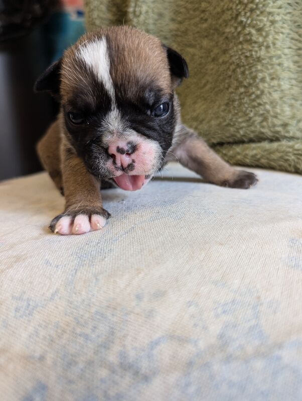 English Bulldog puppies for sale in Corby, Northamptonshire - Image 8