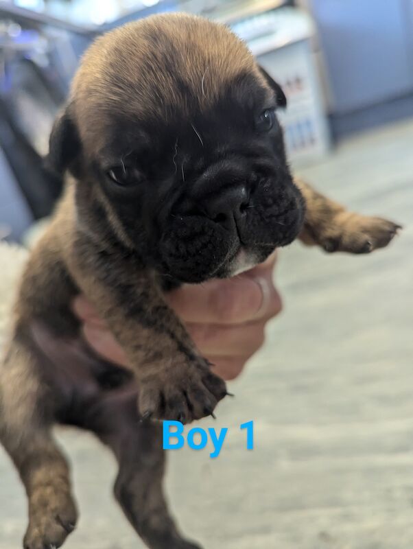 English Bulldog puppies for sale in Corby, Northamptonshire - Image 9