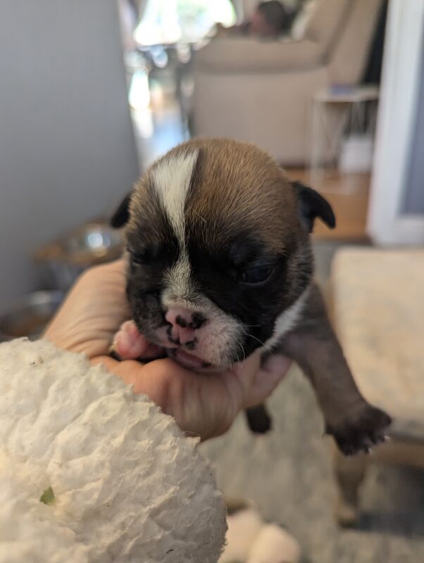 English Bulldog puppies for sale in Corby, Northamptonshire - Image 10