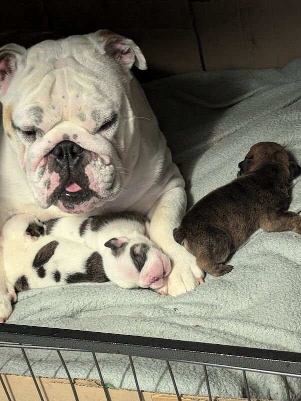 English Bulldog puppies for sale in Corby, Northamptonshire - Image 11